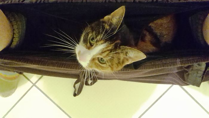 Every Time You Go To The Bathroom You'll Get Company