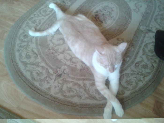 Dear Humans, I Present You My Normal Relaxing Position