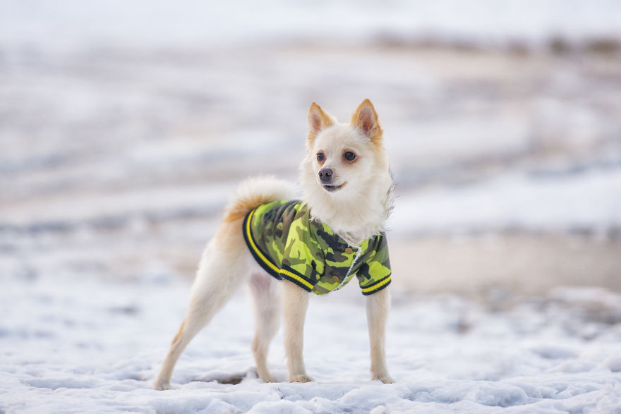 My Hero: Puppy - The Hungarian Dog My Hero: Puppy - The Hungarian Dog