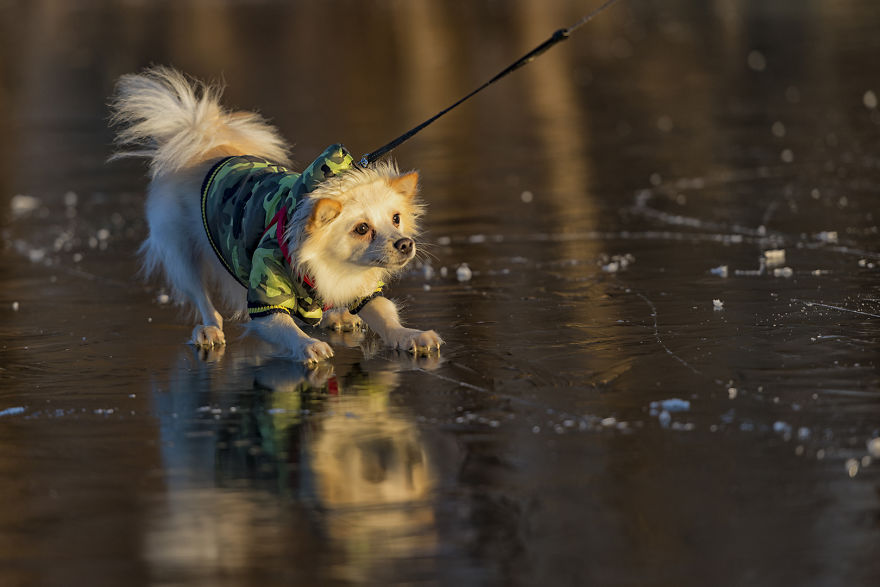 My Hero: Puppy - The Hungarian Dog My Hero: Puppy - The Hungarian Dog