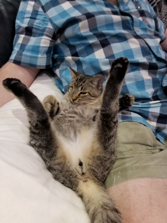 Pirate The One Eyed Cat