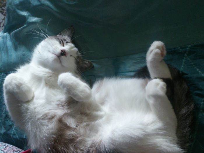 Just Regular Cat Sleeping Pose