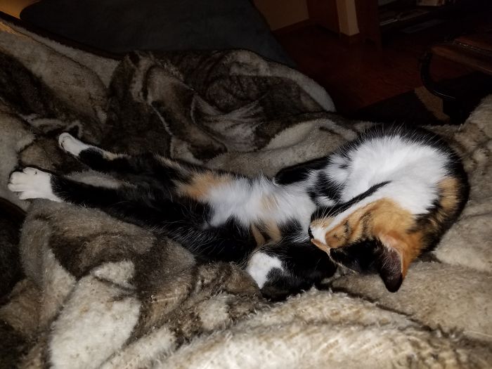 My Cat Appears To Be Broken