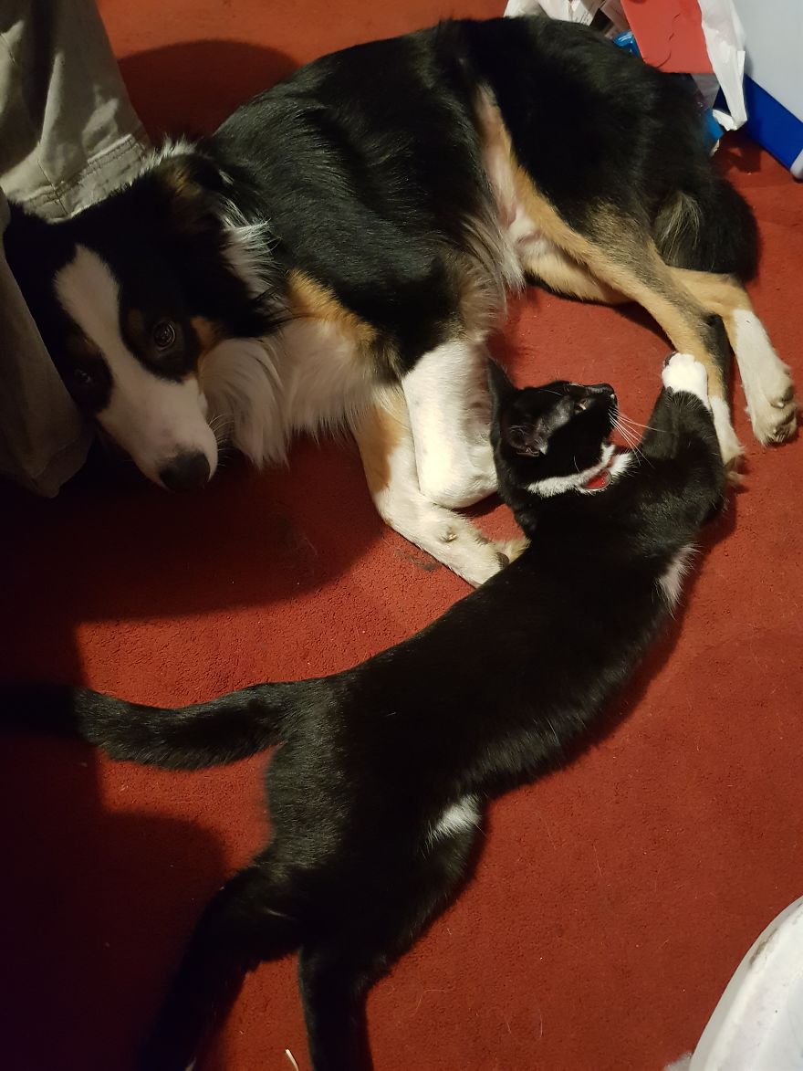 Loki & Thor Loki & Thor