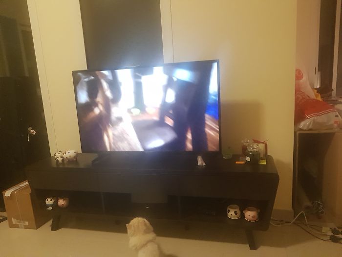 Rescue Kitty Loves The Tele