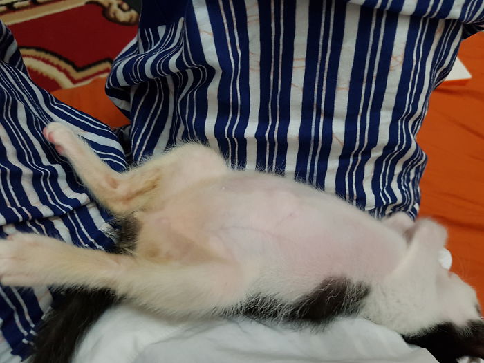 A One Month Kitten Stretch