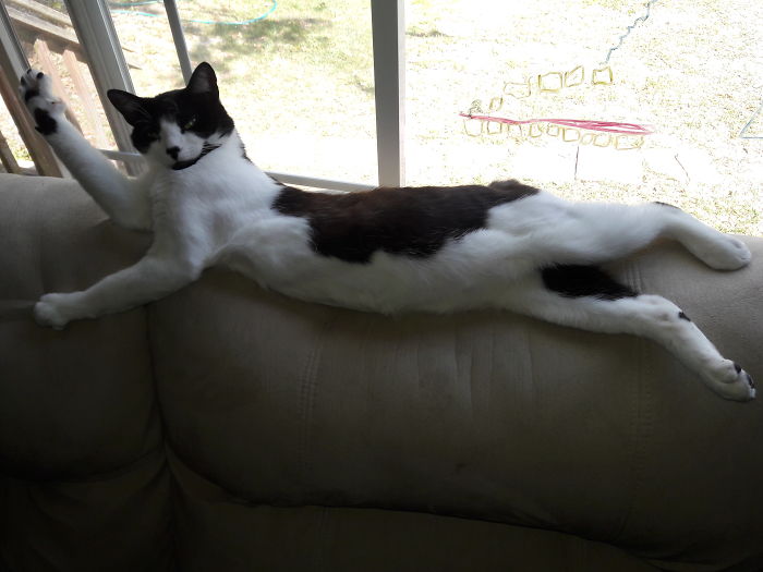 Marbles' Stretch Looks Like He's Waving 😆