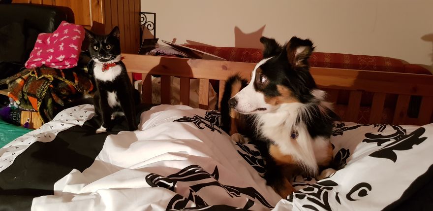 Loki & Thor Loki & Thor