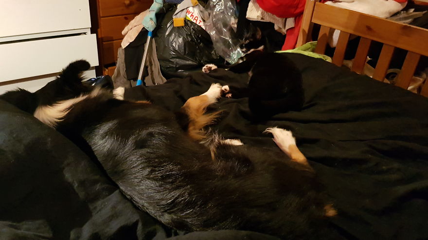 Loki & Thor Loki & Thor