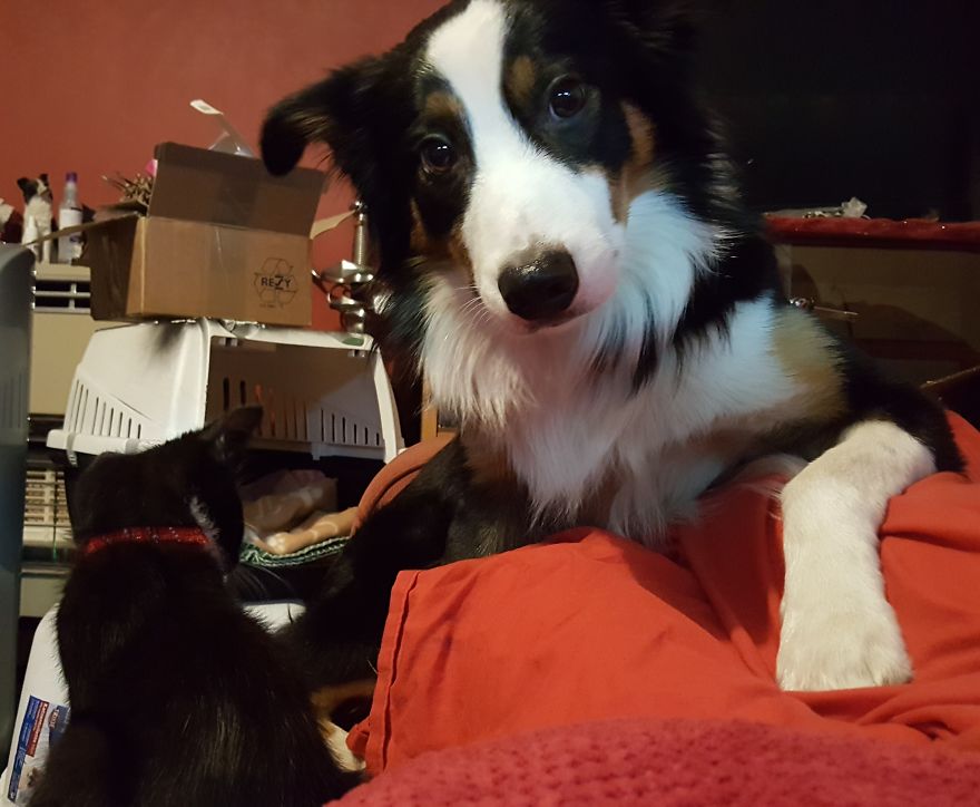 Loki & Thor Loki & Thor