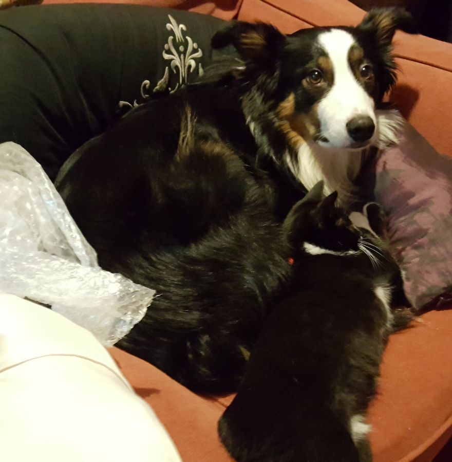 Loki & Thor Loki & Thor