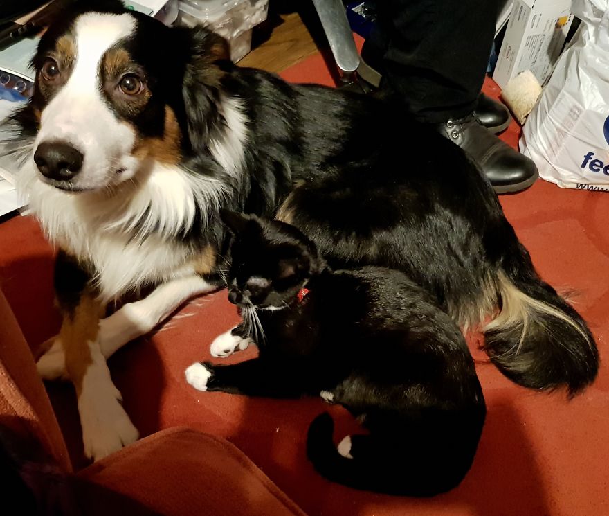 Loki & Thor Loki & Thor