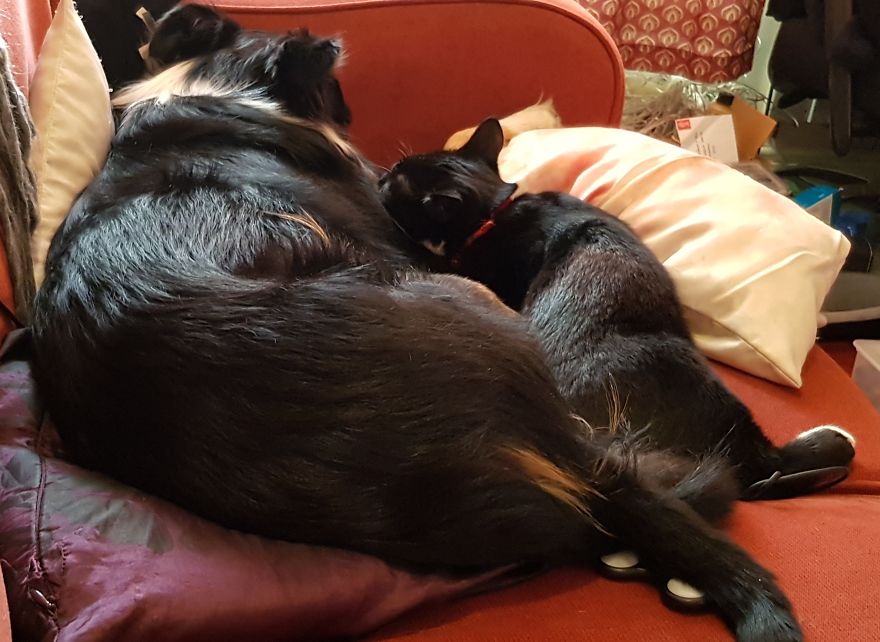 Loki & Thor Loki & Thor