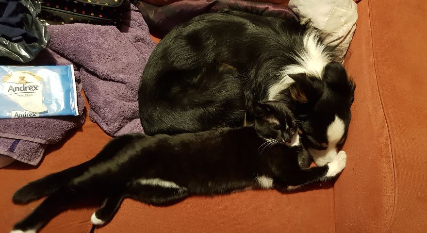 Loki & Thor Loki & Thor