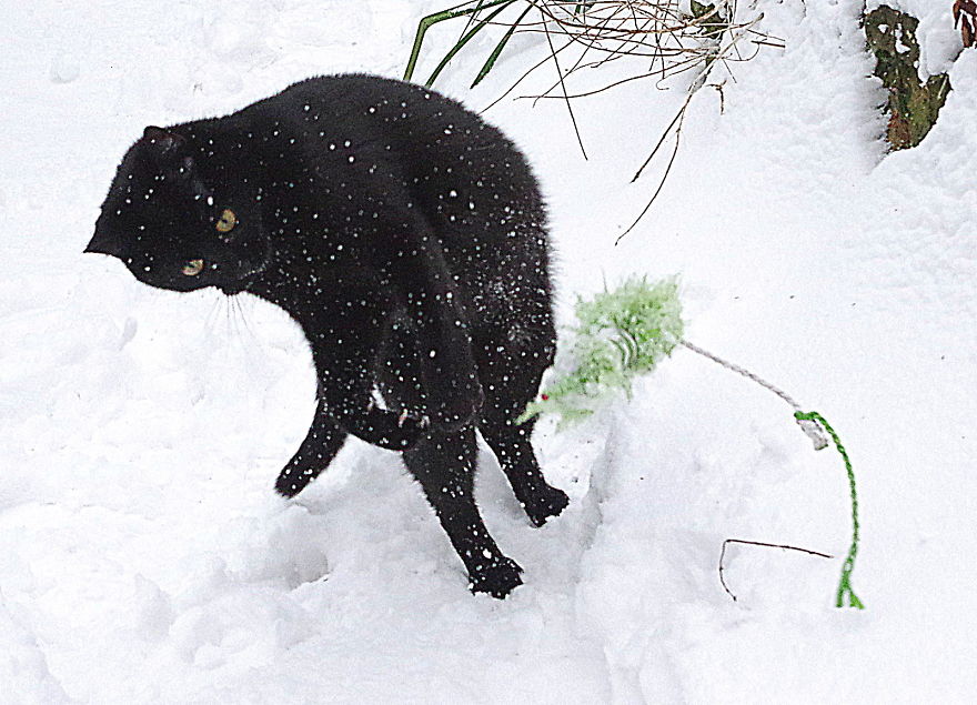 Our Neighbour's Black Cat Came To Our Garden To Play, And Went Crazy In The Snow