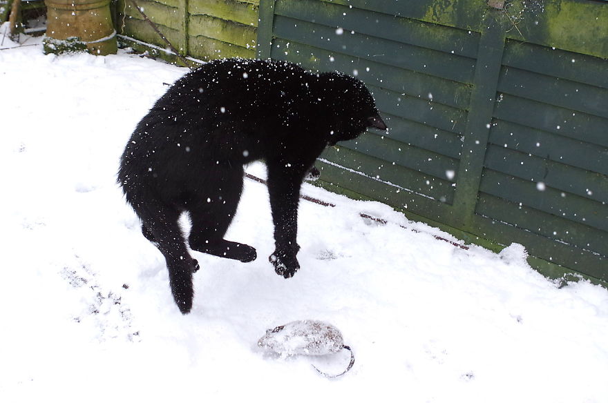 Our Neighbour's Black Cat Came To Our Garden To Play, And Went Crazy In The Snow