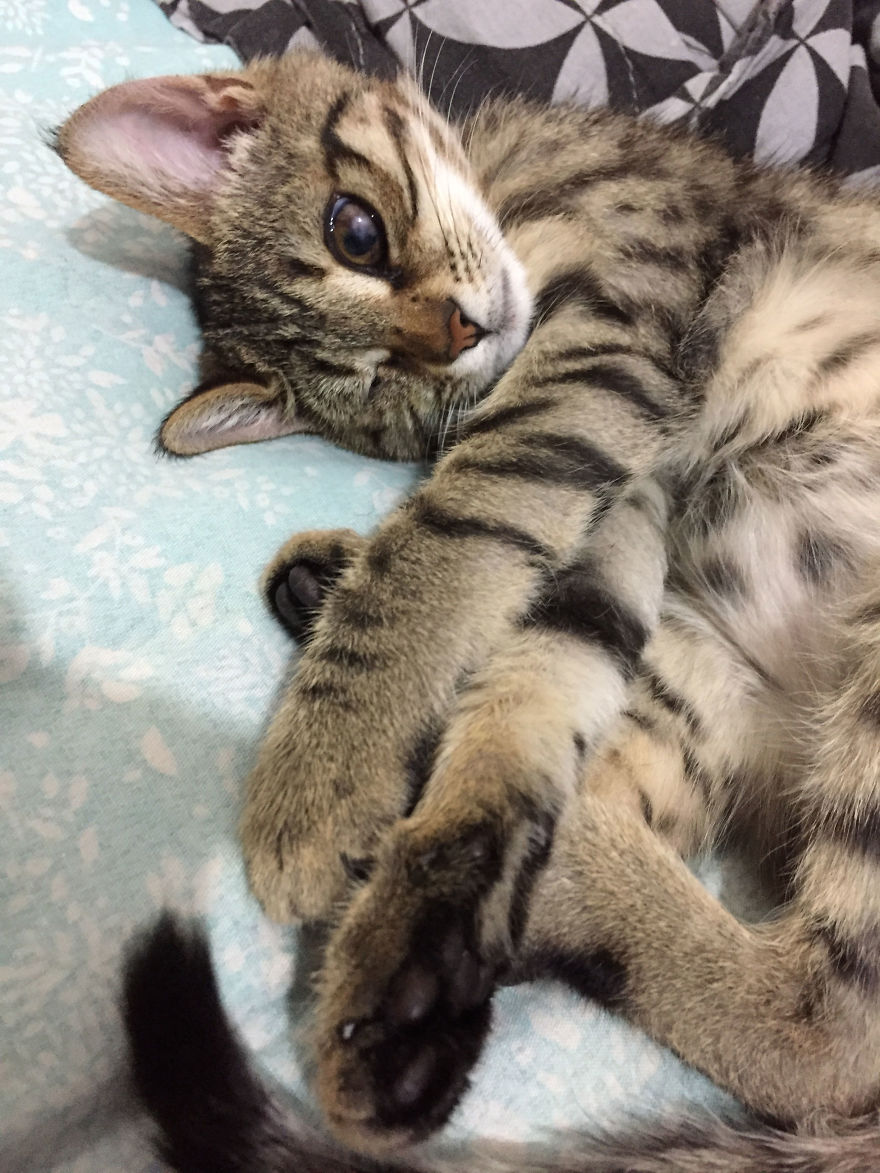 Guy Finds A Dying Kitten With Only One Eye In The Streets, Does Everything He Can To Save Her Life Guy Finds A Dying Kitten With Only One Eye In The Streets, Does Everything He Can To Save Her Life