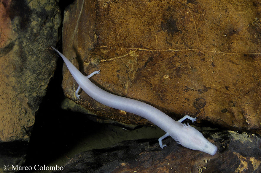 Olm (Proteus Anguinus), A Blind Sightless Salamander Living In Caves