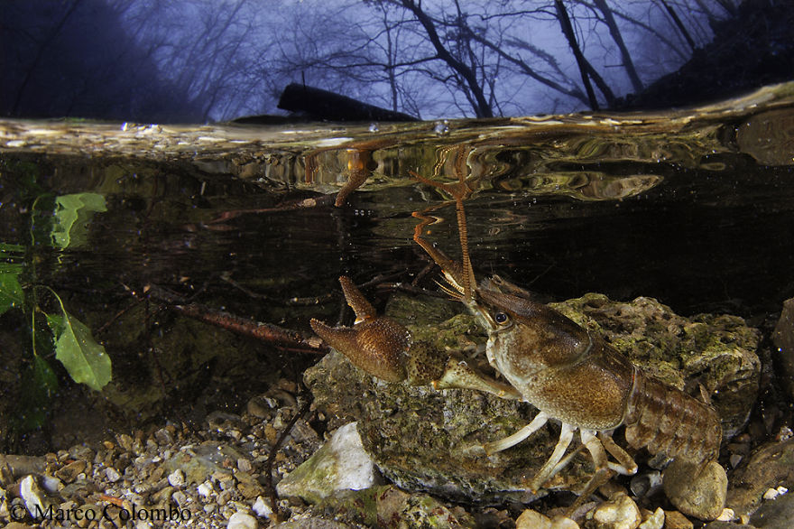 River Crayfish (Austropotamobius Pallipes) Photographed During A Rainstorm