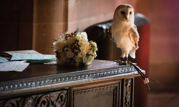 In British Marriage, The Owl Was Supposed To Bring The Rings To The Newlyweds, But She Had Other Plans For One Of The Guests In British Marriage, The Owl Was Supposed To Bring The Rings To The Newlyweds, But She Had Other Plans For One Of The Guests