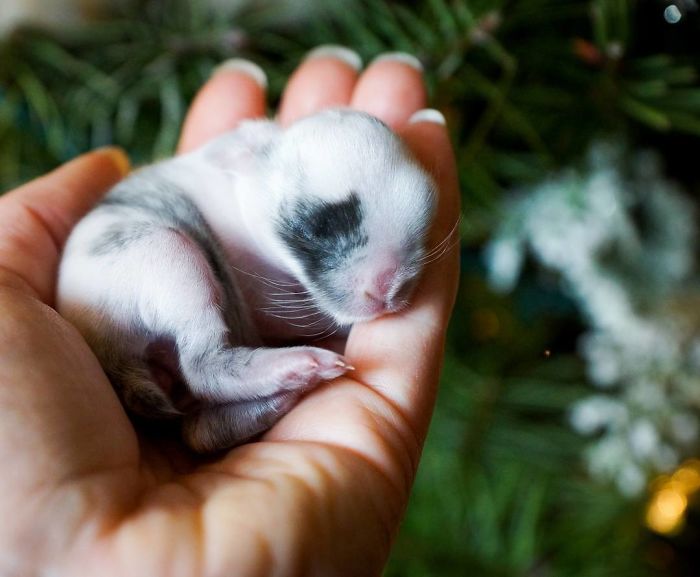 Baby-Rabbits-Palms-Blue-Clover-Rabbitry