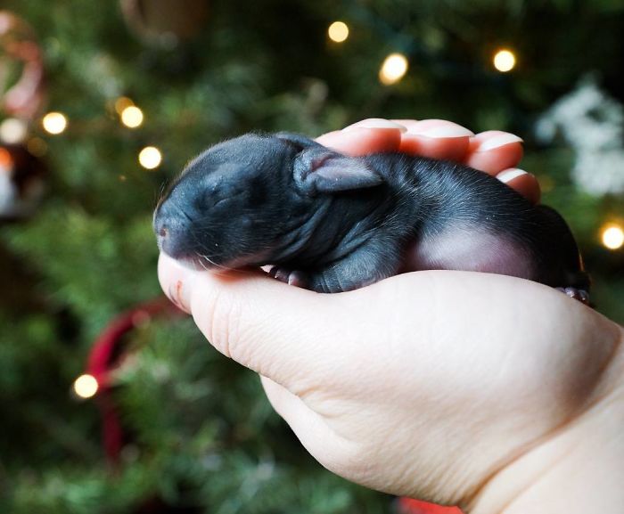 Baby-Rabbits-Palms-Blue-Clover-Rabbitry