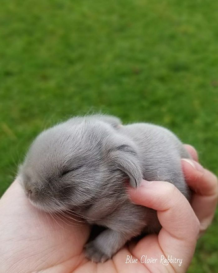 Baby-Rabbits-Palms-Blue-Clover-Rabbitry