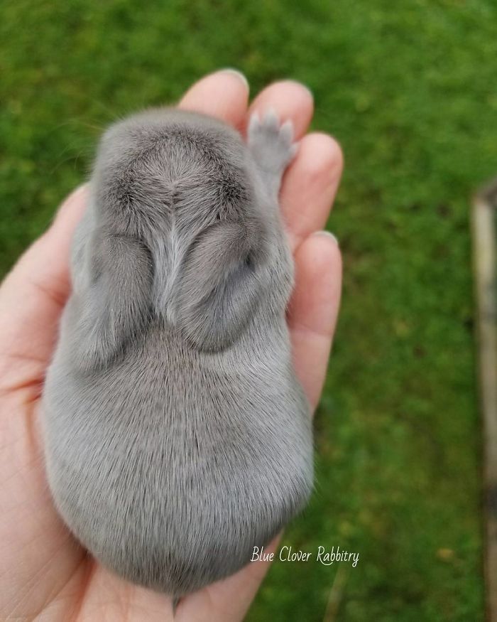 Baby-Rabbits-Palms-Blue-Clover-Rabbitry