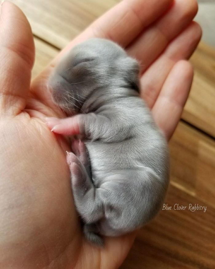 Baby-Rabbits-Palms-Blue-Clover-Rabbitry