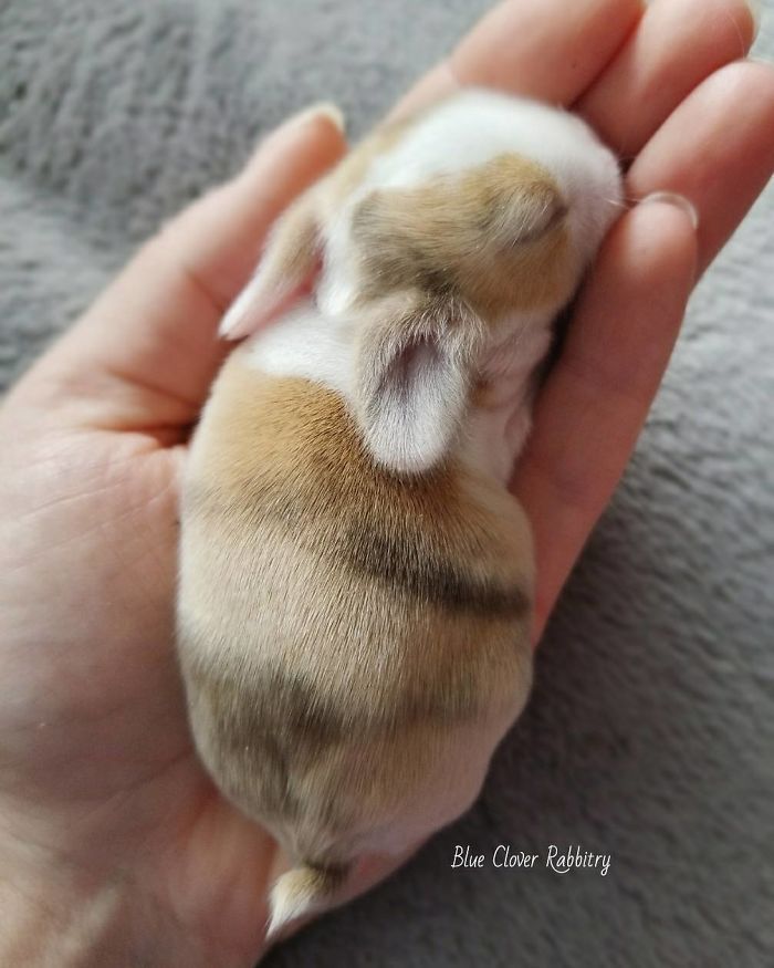 Baby-Rabbits-Palms-Blue-Clover-Rabbitry