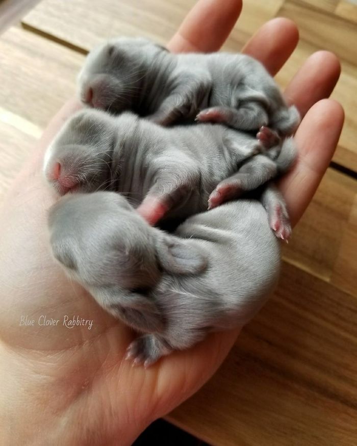 Baby-Rabbits-Palms-Blue-Clover-Rabbitry