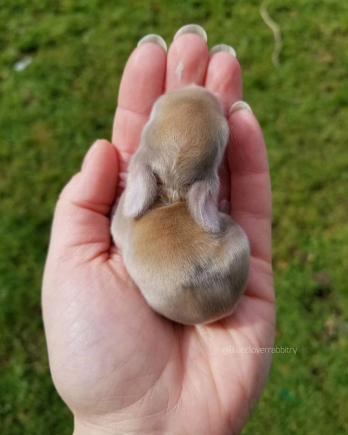 Baby-Rabbits-Palms-Blue-Clover-Rabbitry