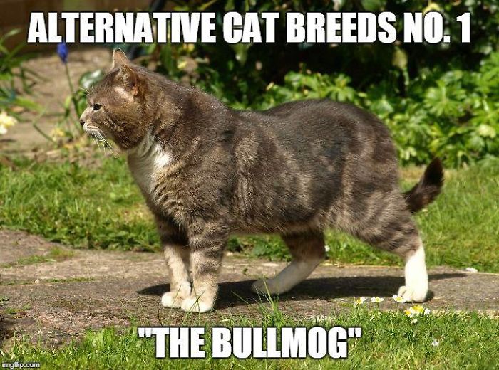 40 Alternative Cat Breeds