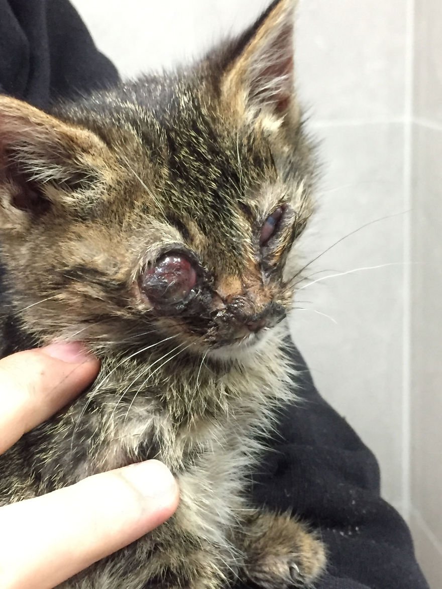 Guy Finds A Dying Kitten With Only One Eye In The Streets, Does Everything He Can To Save Her Life Guy Finds A Dying Kitten With Only One Eye In The Streets, Does Everything He Can To Save Her Life