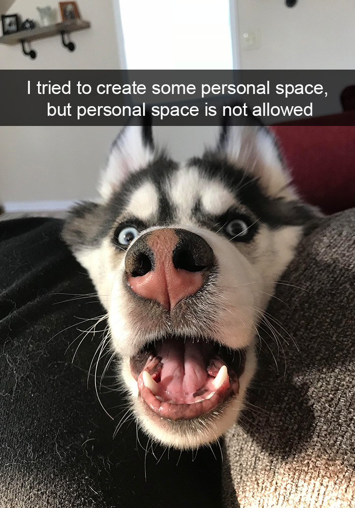 Funny-Dogs-Photos-Snapchats