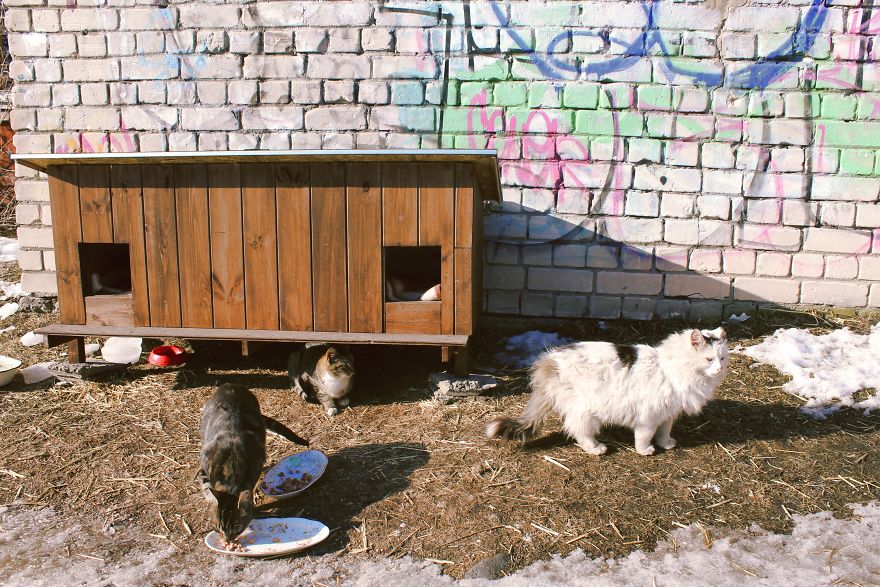 Stray Cats Of Riga Are In Need Of Your Help Stray Cats Of Riga Are In Need Of Your Help