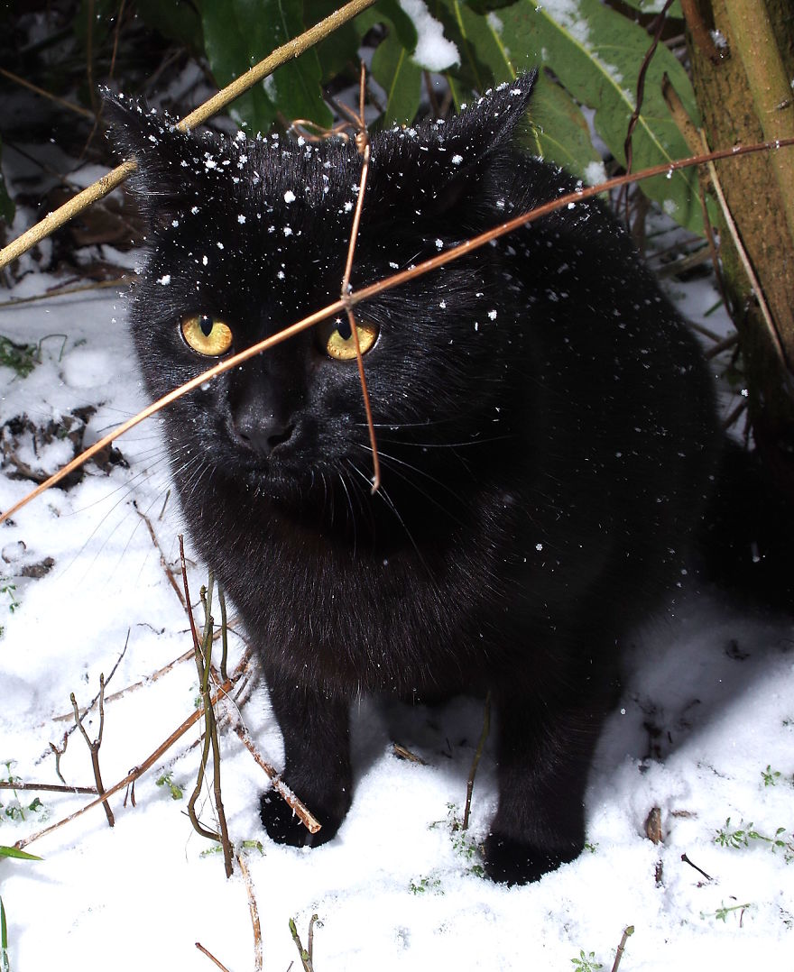 Our Neighbour's Black Cat Came To Our Garden To Play, And Went Crazy In The Snow