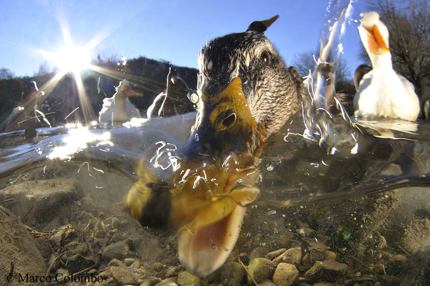 Mallards (Anas Platyrhynchos) Feeding In Shallow Water