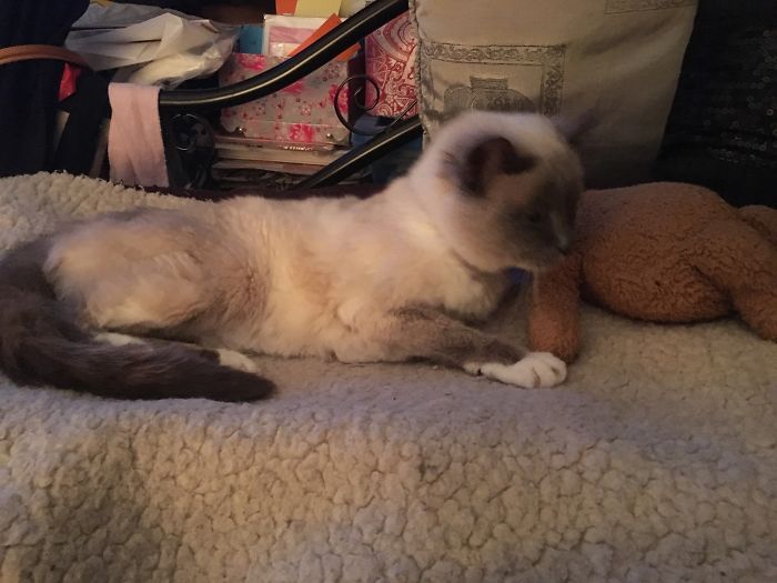 My 23yr Old Burmese/siamese Cross Furbaby And Her Teddy Bear
