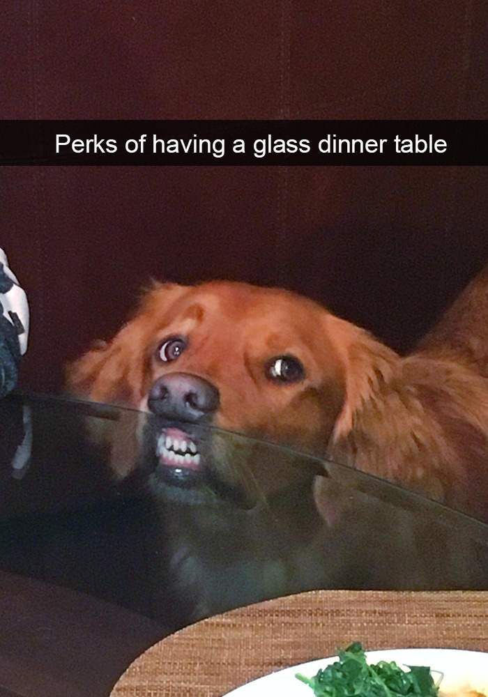 Funny-Dogs-Photos-Snapchats