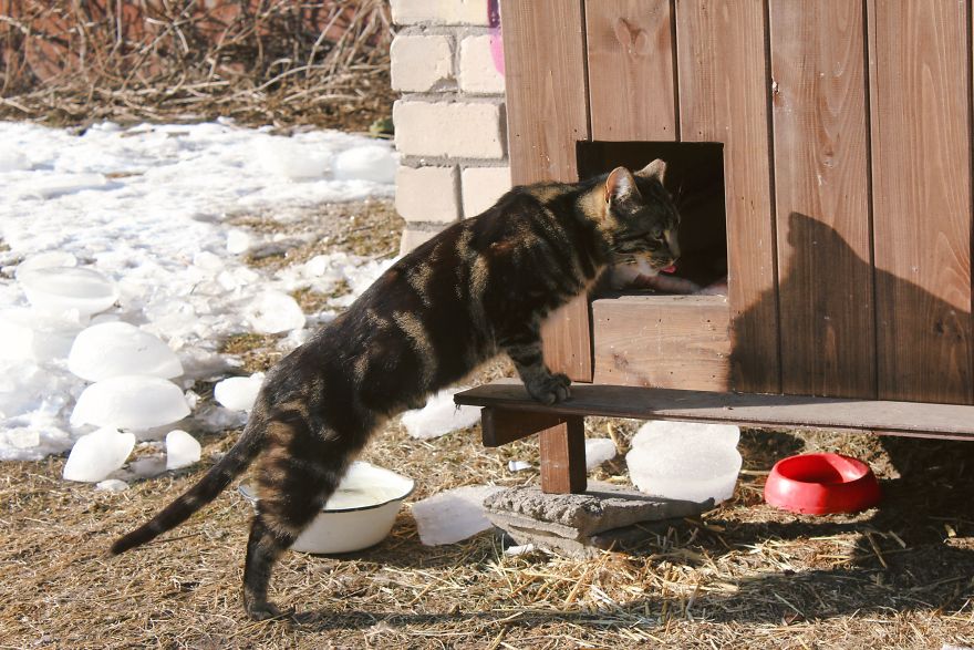 Stray Cats Of Riga Are In Need Of Your Help