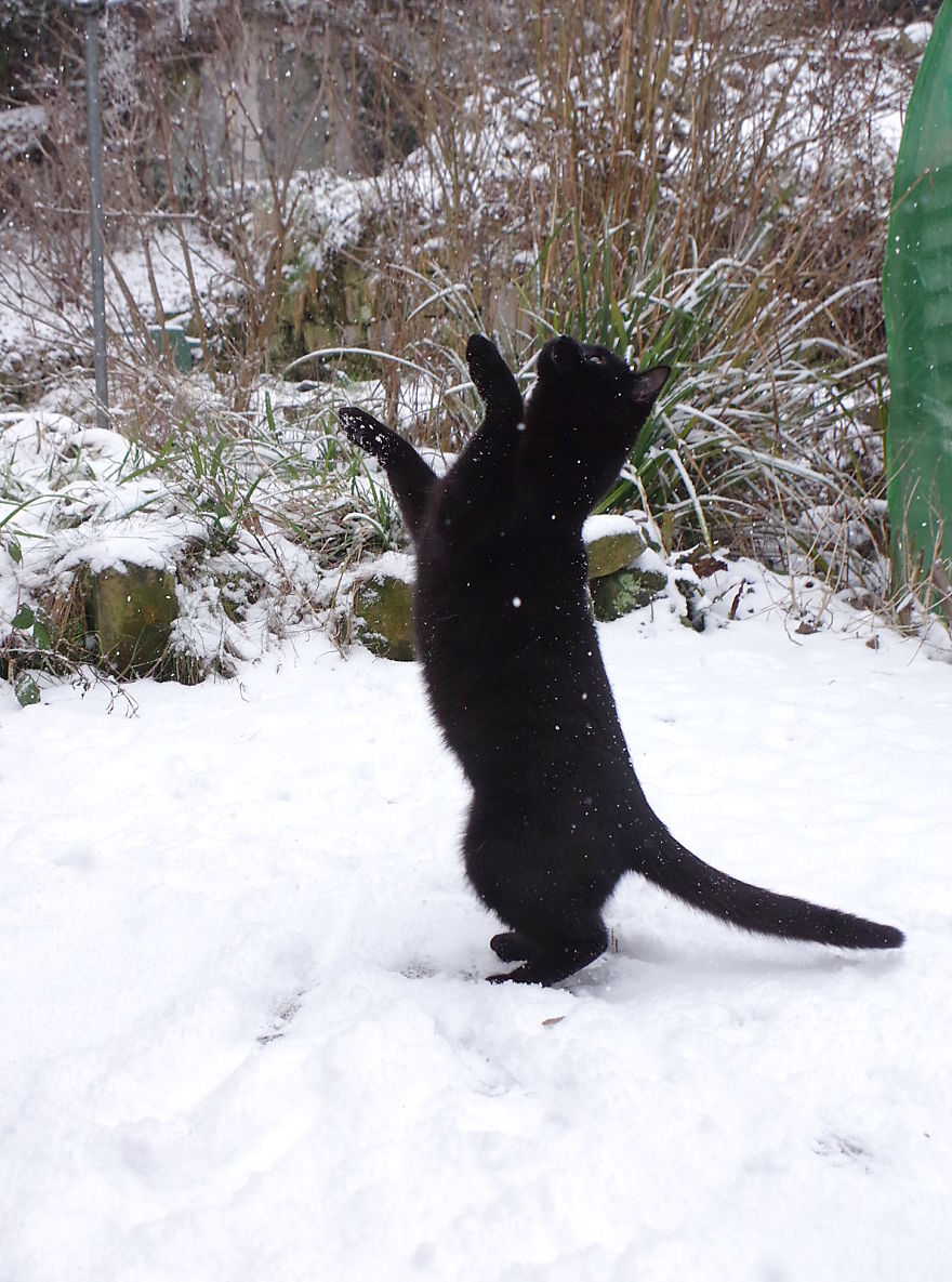 Our Neighbour's Black Cat Came To Our Garden To Play, And Went Crazy In The Snow