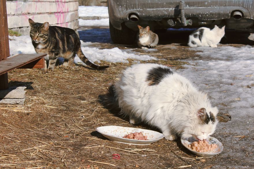 Stray Cats Of Riga Are In Need Of Your Help Stray Cats Of Riga Are In Need Of Your Help