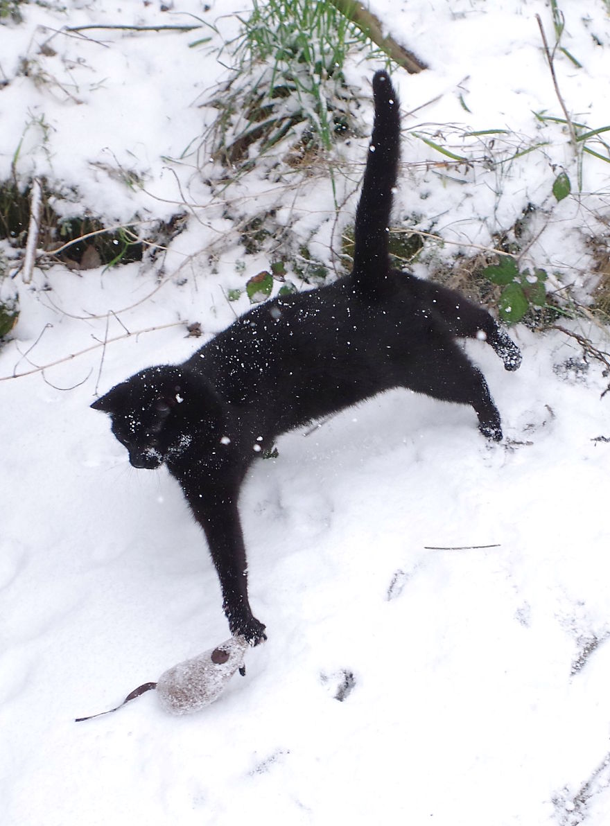 Our Neighbour's Black Cat Came To Our Garden To Play, And Went Crazy In The Snow