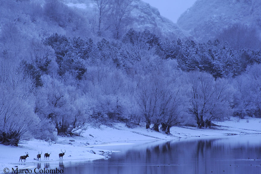 Red Deer (Cervus Elaphus) Walking At Dawn Nearby A Lake