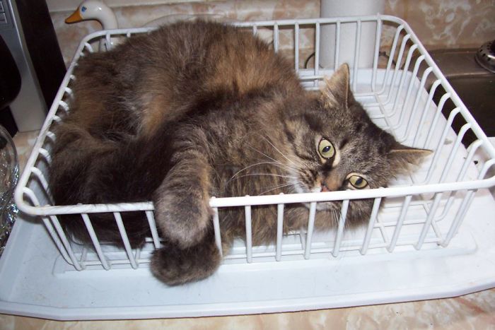 Every Time I Do The Dishes!