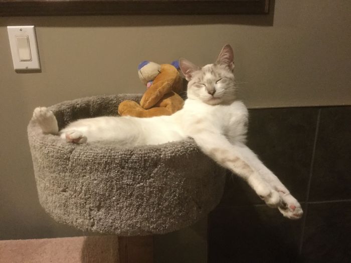 Needs A Bigger Roost...:)