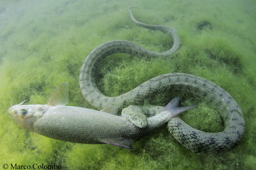 Dice Snake (Natrix Tessellata) Preying Upon A Barbel Fish