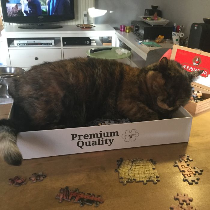 Trying To Do My Jigsaw But My Cat Friday Won’t Let Me: It’s Her Box!