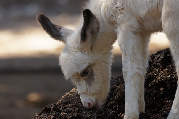 Baby Donkey